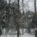 Icy forest near Gniezno, Poland3